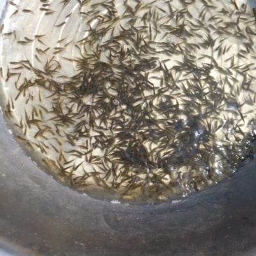 湖北鱼苗批发，供应各种淡水鱼苗，量大价优，送货上门！
