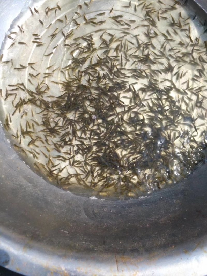 湖北鱼苗批发，供应各种淡水鱼苗，量大价优，送货上门！