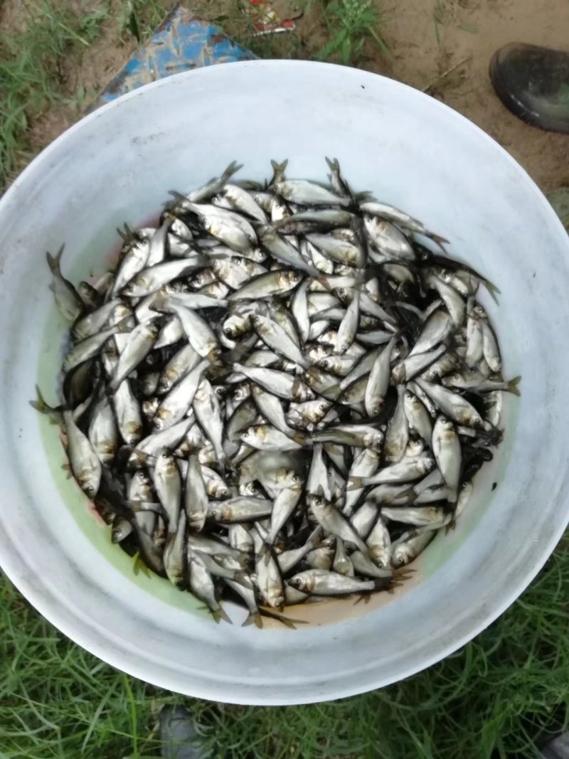 湖北鱼苗批发，供应各种淡水鱼苗，量大价优，送货上门！