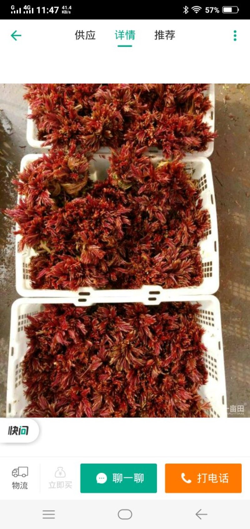 红油6号香椿10cm以下的，同时供应优质种苗，保证质量
