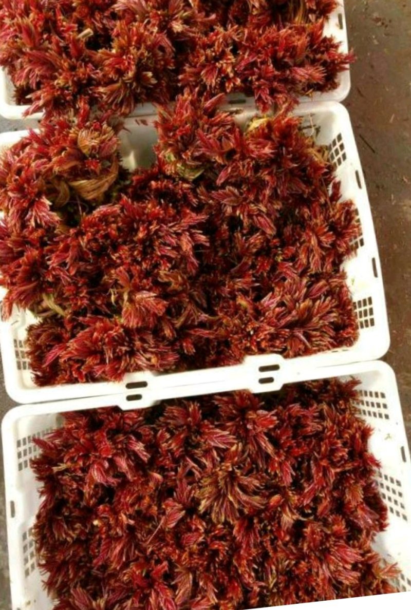 红油6号香椿10cm以下的，同时供应优质种苗，保证质量