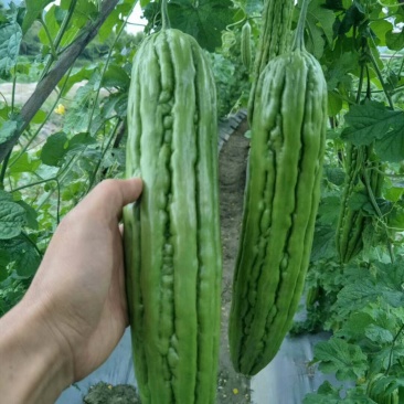 油瓜苗直生苗苦瓜苗苗场直销价格优惠质量保证