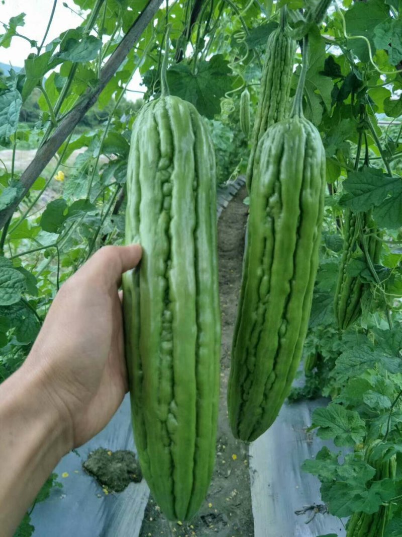油瓜苗直生苗苦瓜苗苗场直销价格优惠质量保证