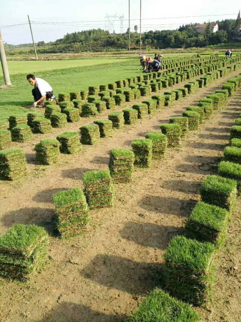 马尼拉草坪