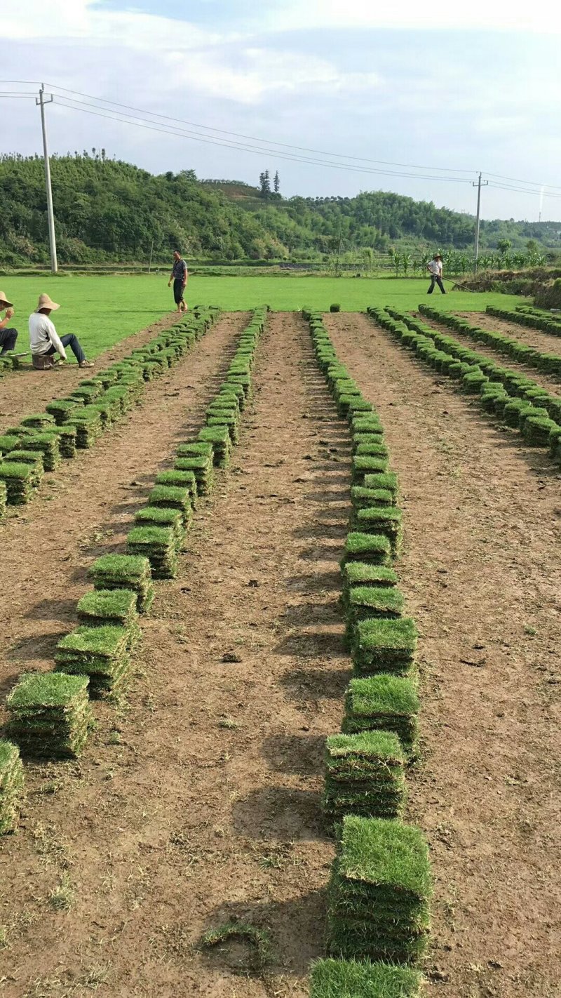 马尼拉草坪