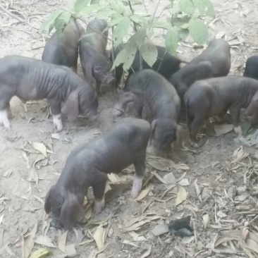 优质高产母猪苗，瘦肉型育肥猪苗，
