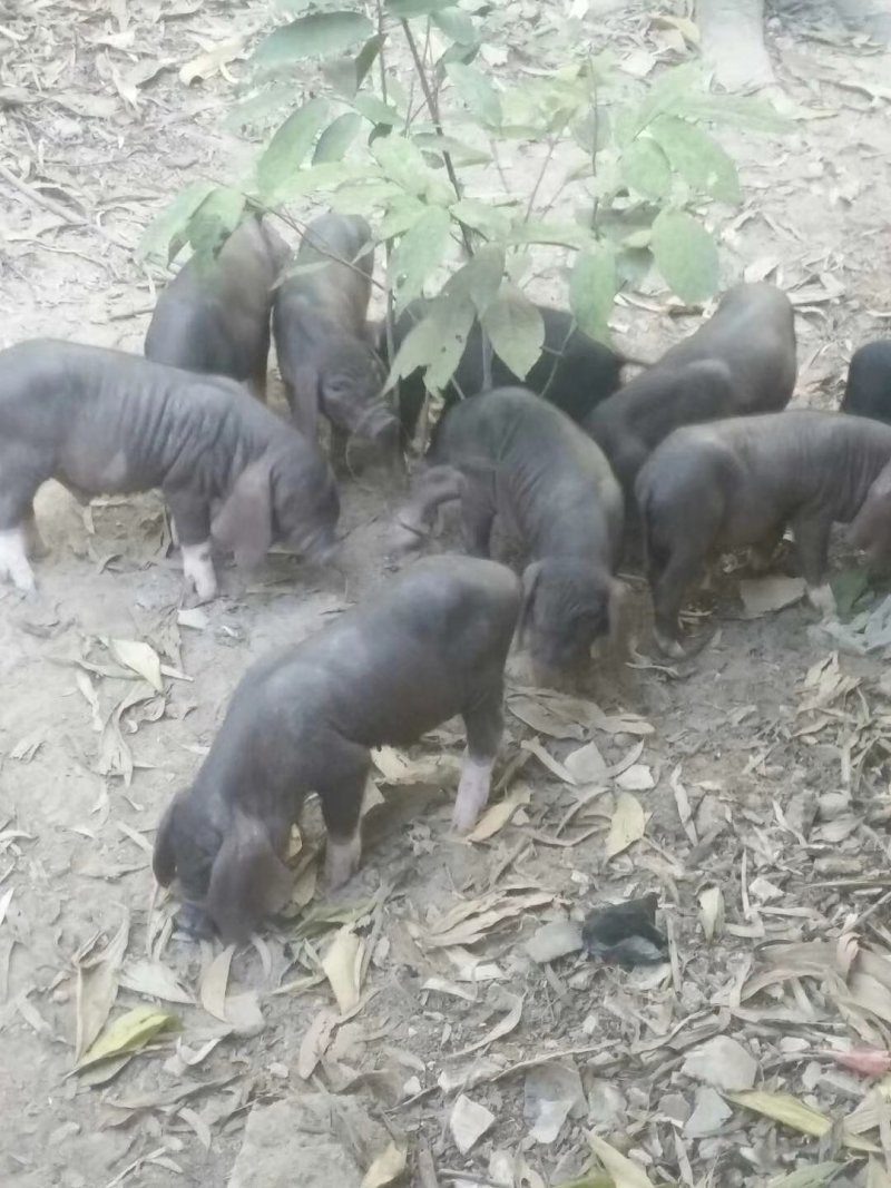 优质高产母猪苗，瘦肉型育肥猪苗，