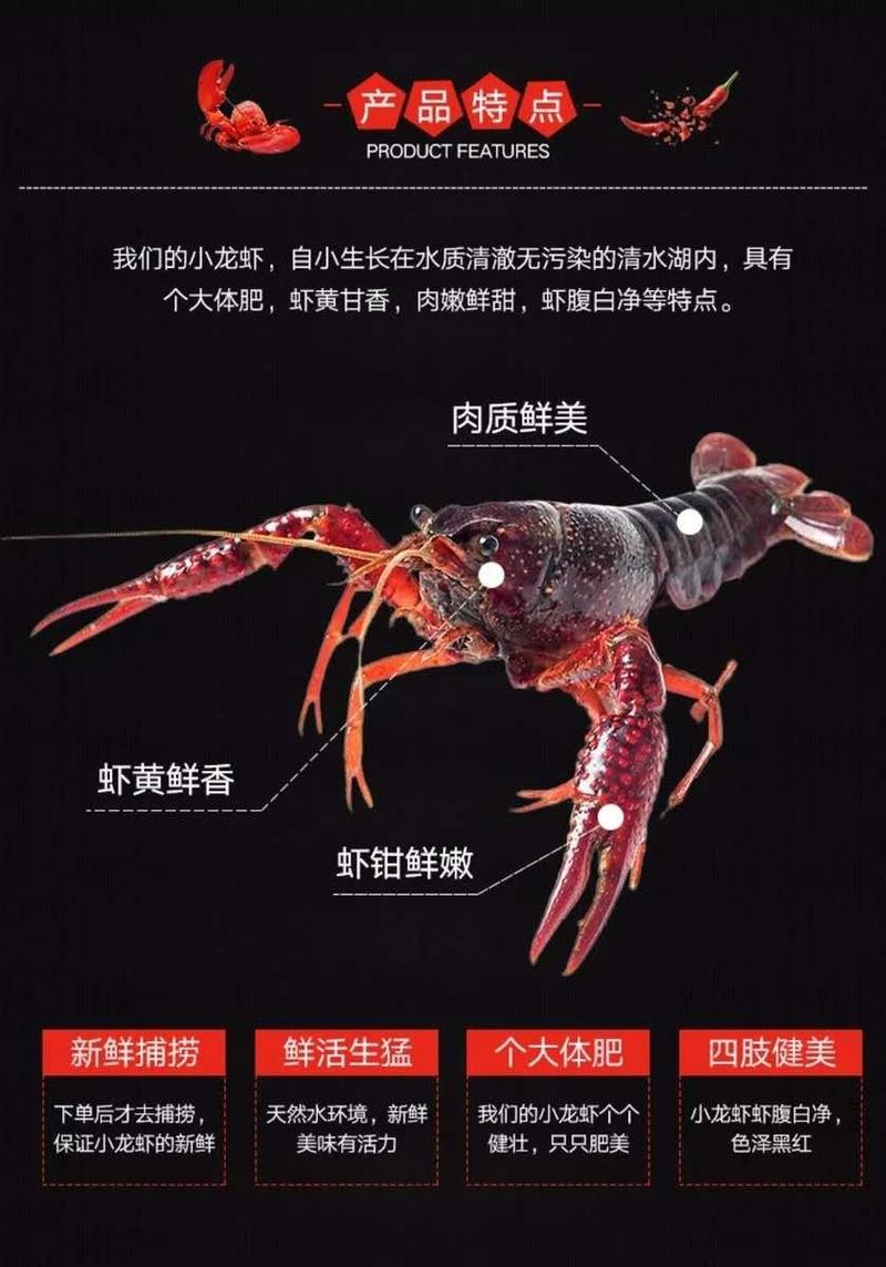 潜江小龙虾产地一手货源，鲜活湖虾干净小中大硬规格全国包邮