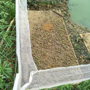 大量供应优质黑斑蛙蝌蚪苗价格优惠欢迎参观、考查学习