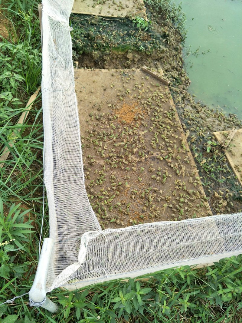 大量供应优质黑斑蛙蝌蚪苗价格优惠欢迎参观、考查学习