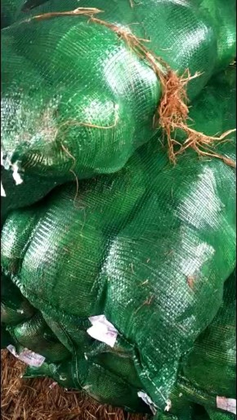 扁包，甘蓝精品产地，适合加工厂，超市，出口