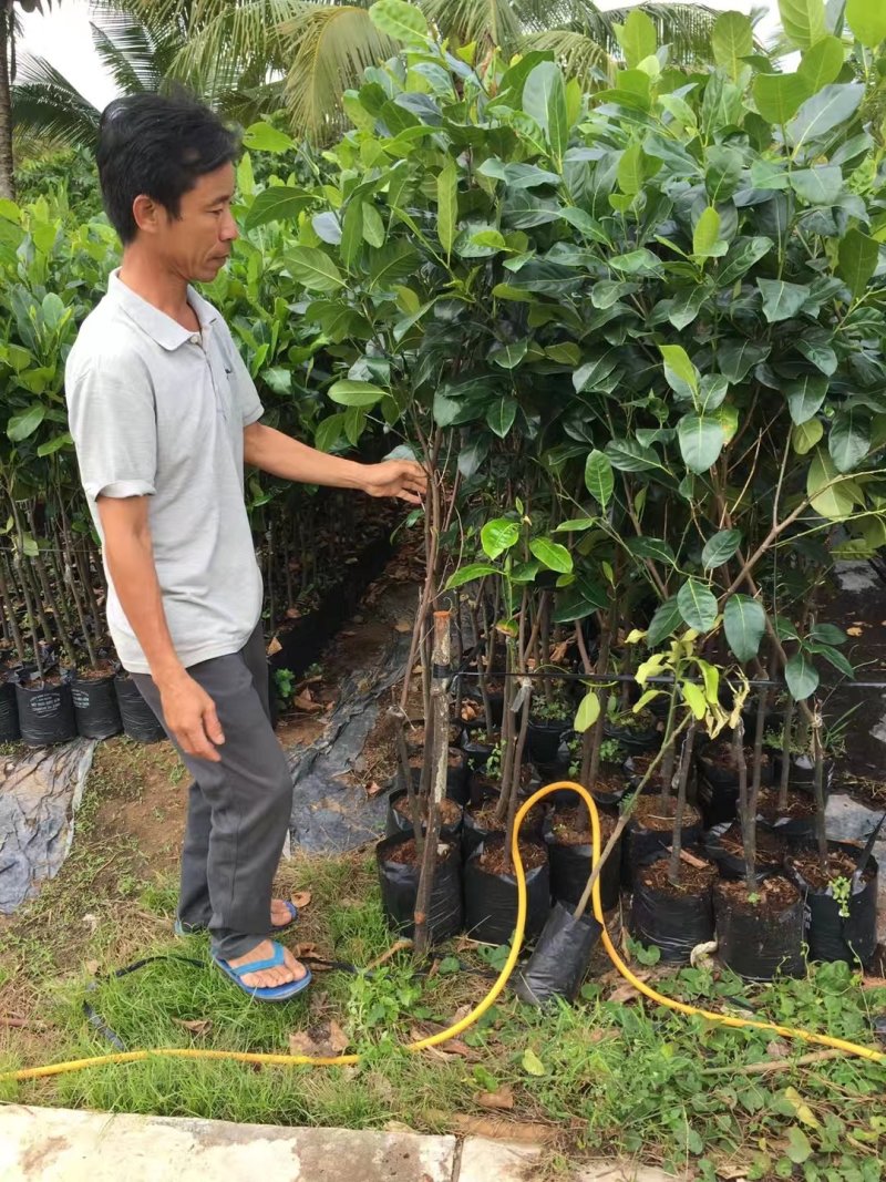 青皮红心柚子苗