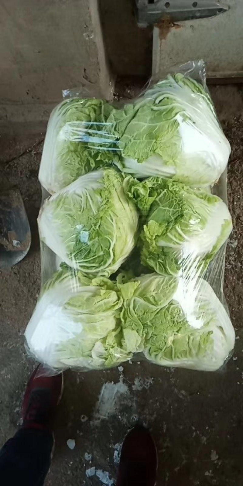 东京868包头白菜，