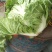 东京868包头白菜，