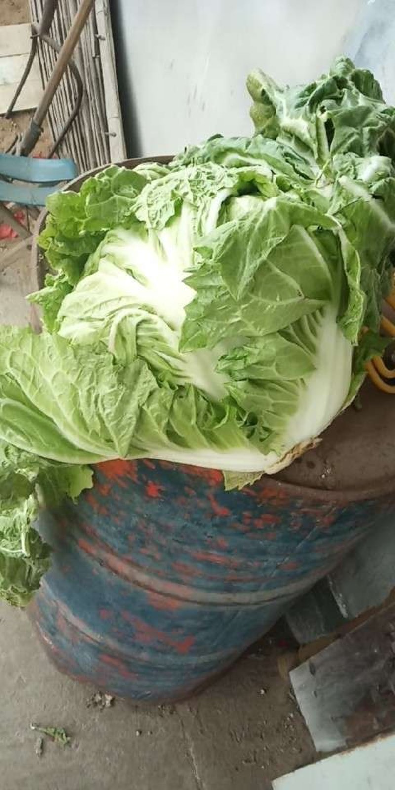 东京868包头白菜，