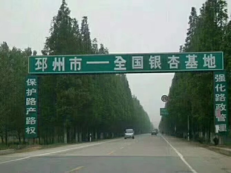 徐州李氏园林苗圃出售10-25公分原生冠法桐。当天装车