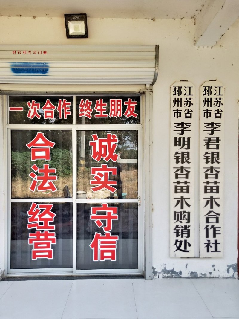 徐州李氏园林苗圃出售10-25公分原生冠法桐。当天装车