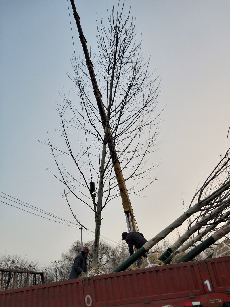 徐州李氏园林苗圃出售10-25公分原生冠法桐。当天装车