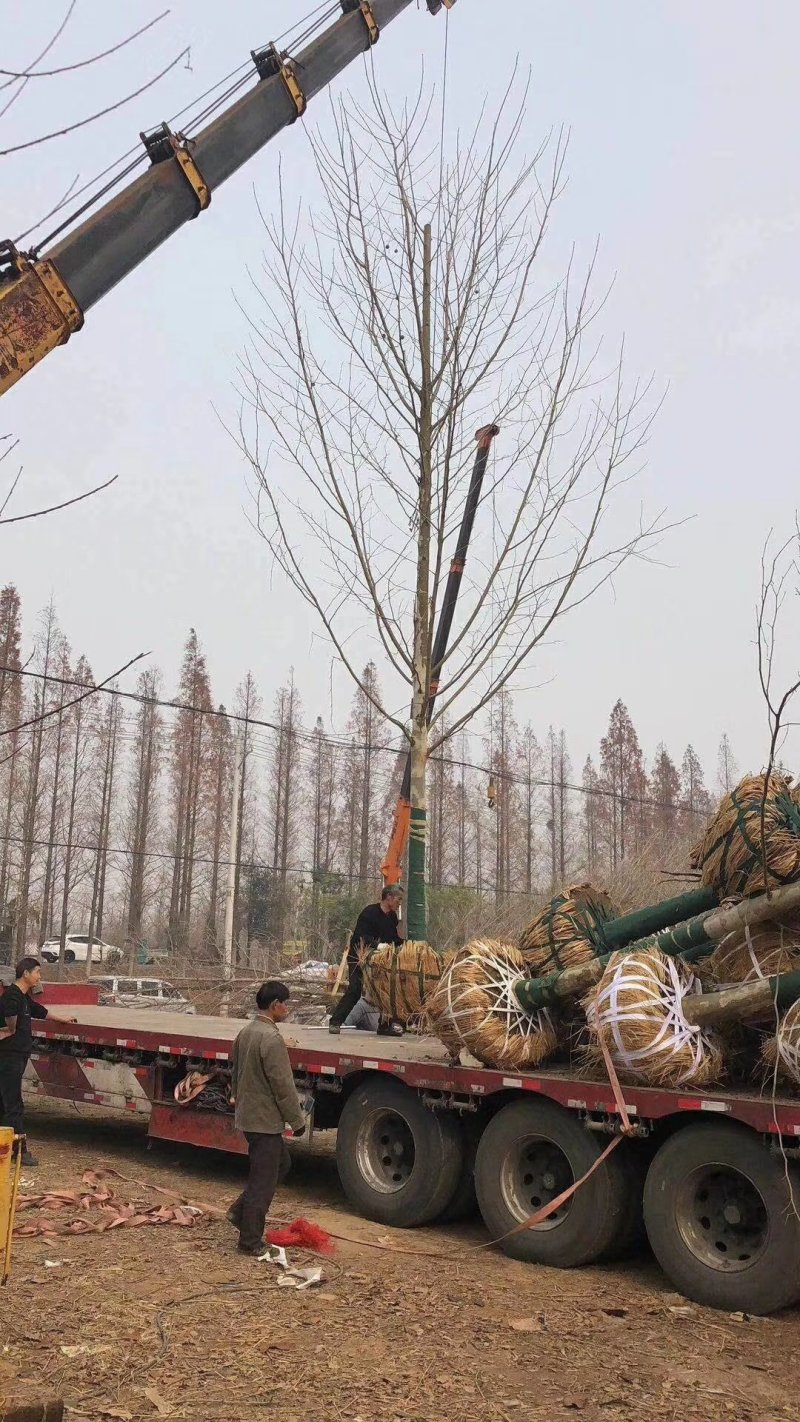 徐州李氏园林苗圃出售10-25公分原生冠法桐。当天装车