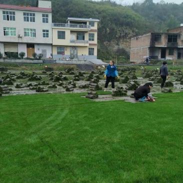 百慕大草坪，果岭草坪