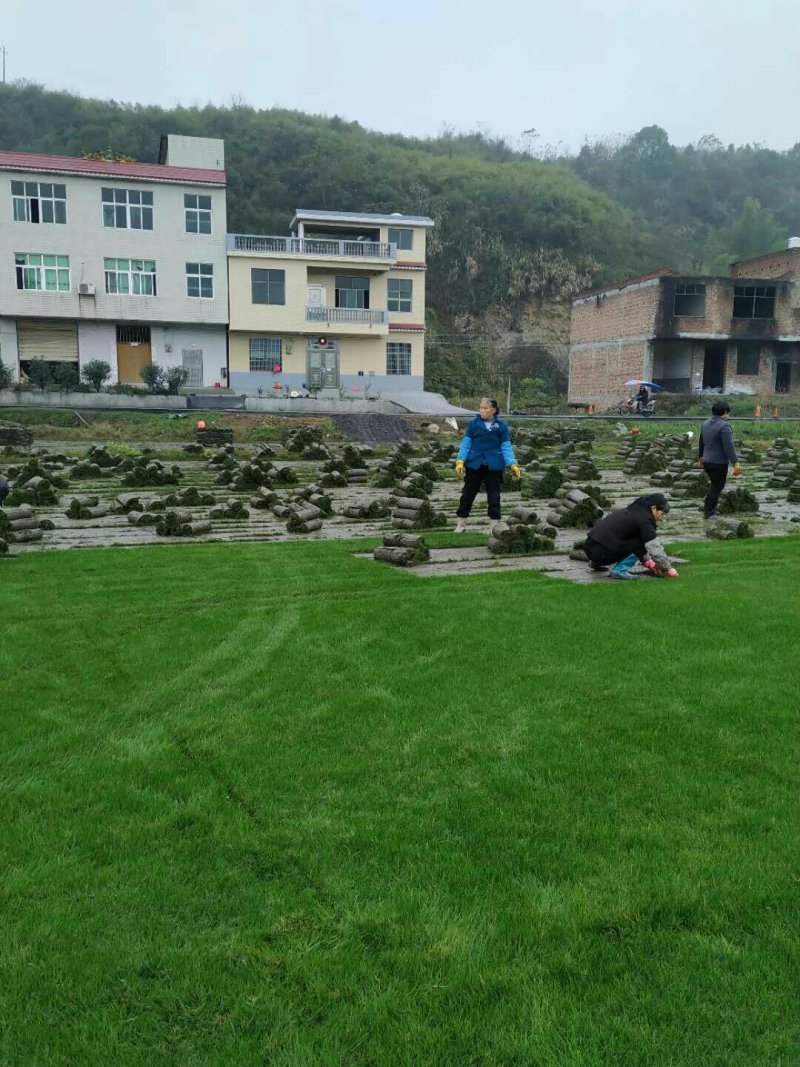 百慕大草坪，果岭草坪