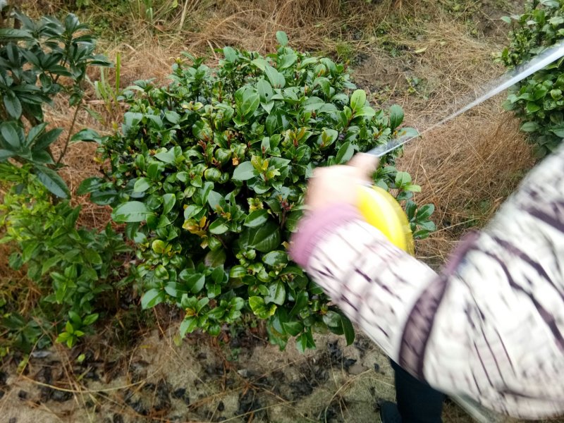 茶花，茶花球，茶花种植基地，，，，，，茶花批发