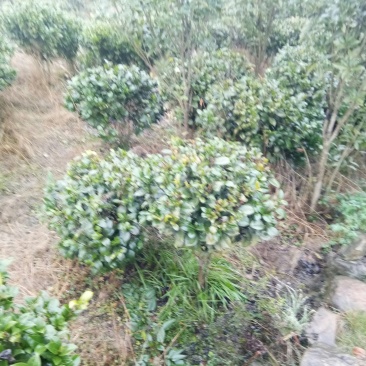茶花,茶花球,茶花种植基地,,,,,,茶花批发