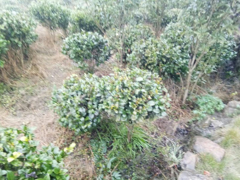 茶花，茶花球，茶花种植基地，，，，，，茶花批发