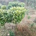 茶花,茶花球,茶花种植基地,,,,,,茶花批发