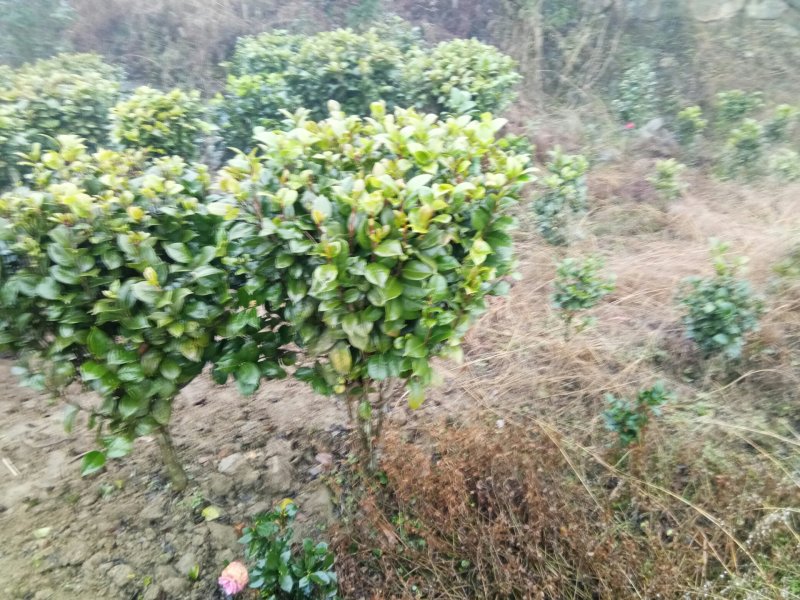 茶花，茶花球，茶花种植基地，，，，，，茶花批发