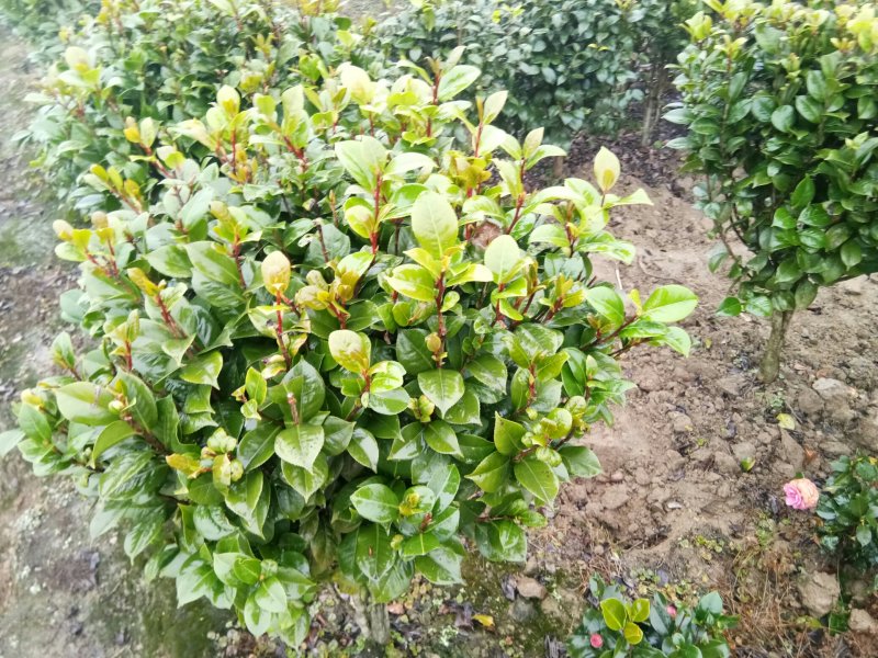 茶花，茶花球，茶花种植基地，，，，，，茶花批发