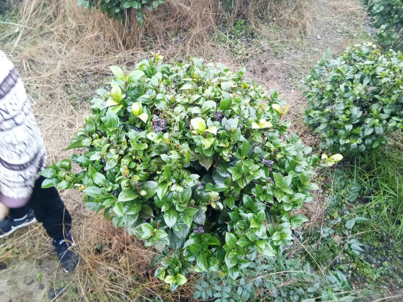 茶花，茶花球，茶花种植基地，，，，，，茶花批发