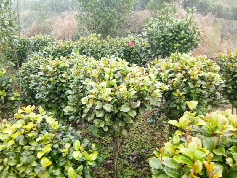 茶花，茶花球，茶花种植基地，，，，，，茶花批发