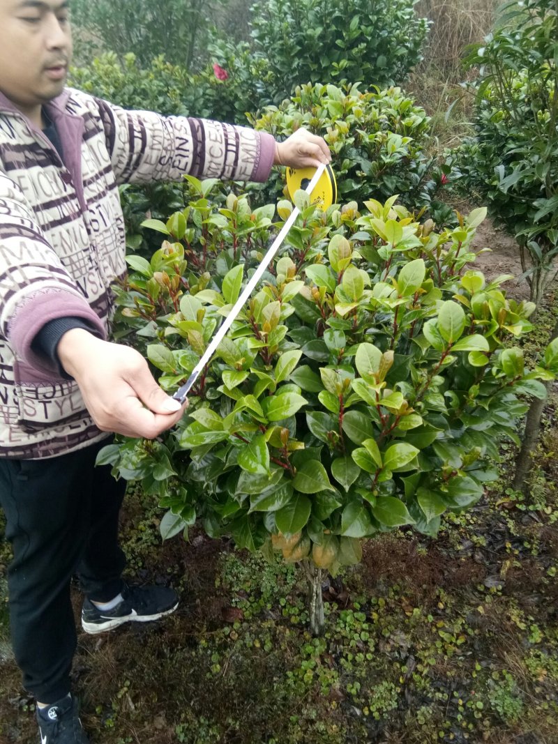 茶花，茶花球，茶花种植基地，，，，，，茶花批发