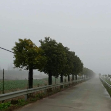 香樟树,大叶樟,小叶樟,樟树种植基地,樟树批发