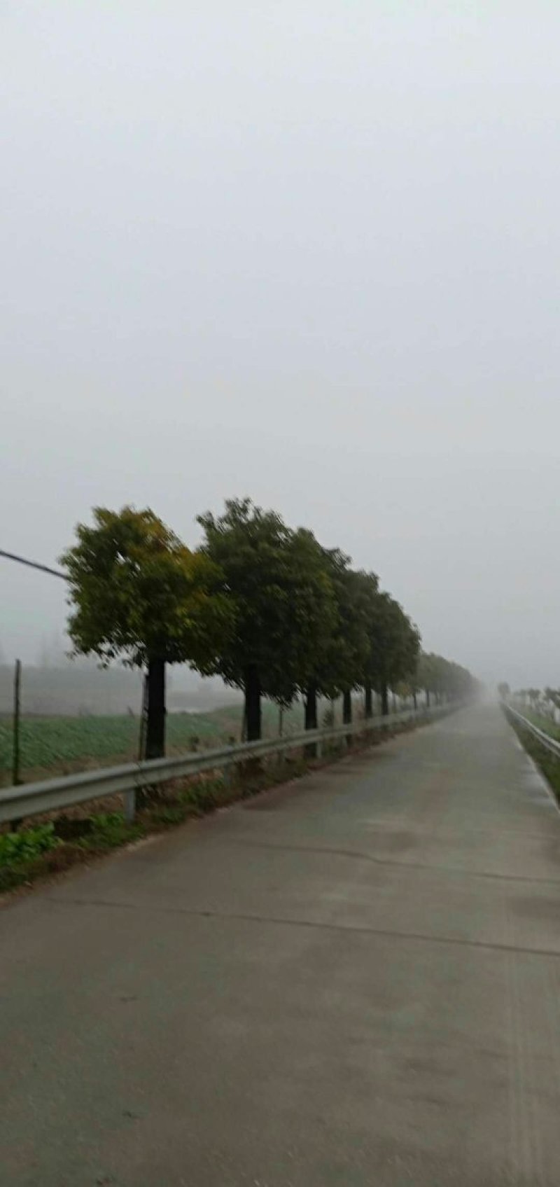 香樟树，大叶樟，小叶樟，樟树种植基地，樟树批发