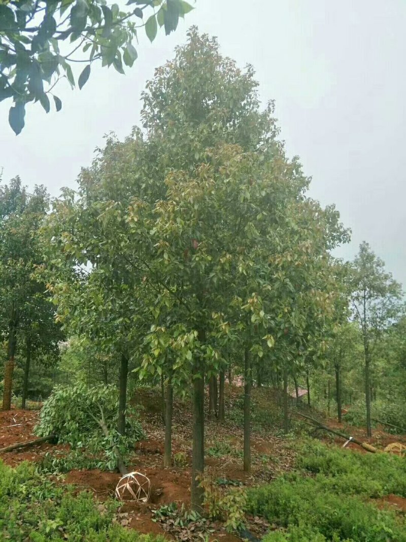 香樟树，大叶樟，小叶樟，樟树种植基地，樟树批发