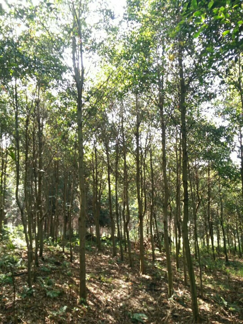 香樟树，大叶樟，小叶樟，樟树种植基地，樟树批发