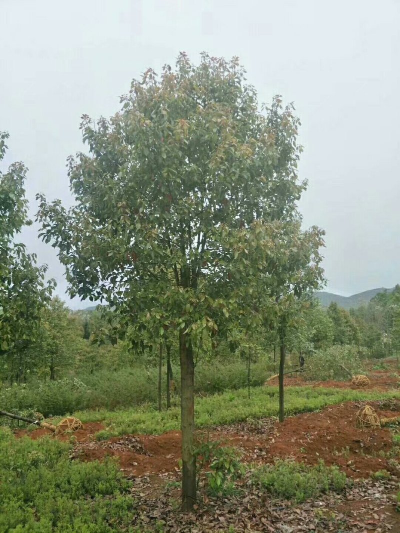 香樟树，大叶樟，小叶樟，樟树种植基地，樟树批发