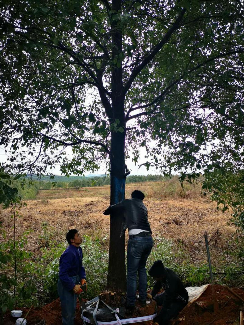 香樟树，大叶樟，小叶樟，樟树种植基地，樟树批发
