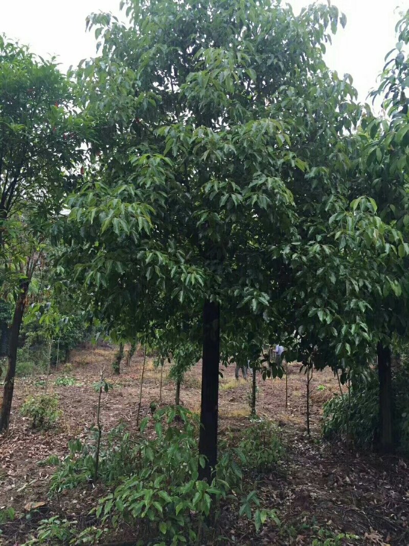香樟树，大叶樟，小叶樟，樟树种植基地，樟树批发