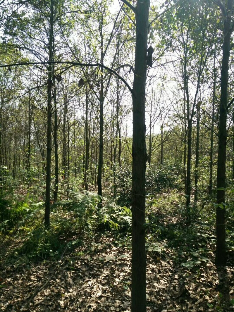 香樟树，大叶樟，小叶樟，樟树种植基地，樟树批发