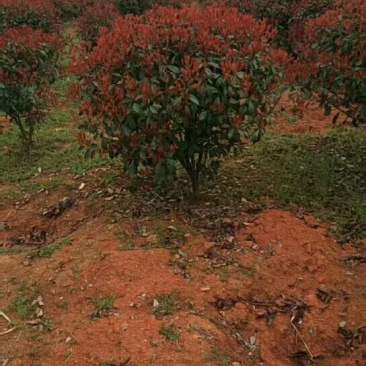 红叶石楠,红叶石楠,红叶石楠苗,红叶石楠杯苗红叶石楠大杯