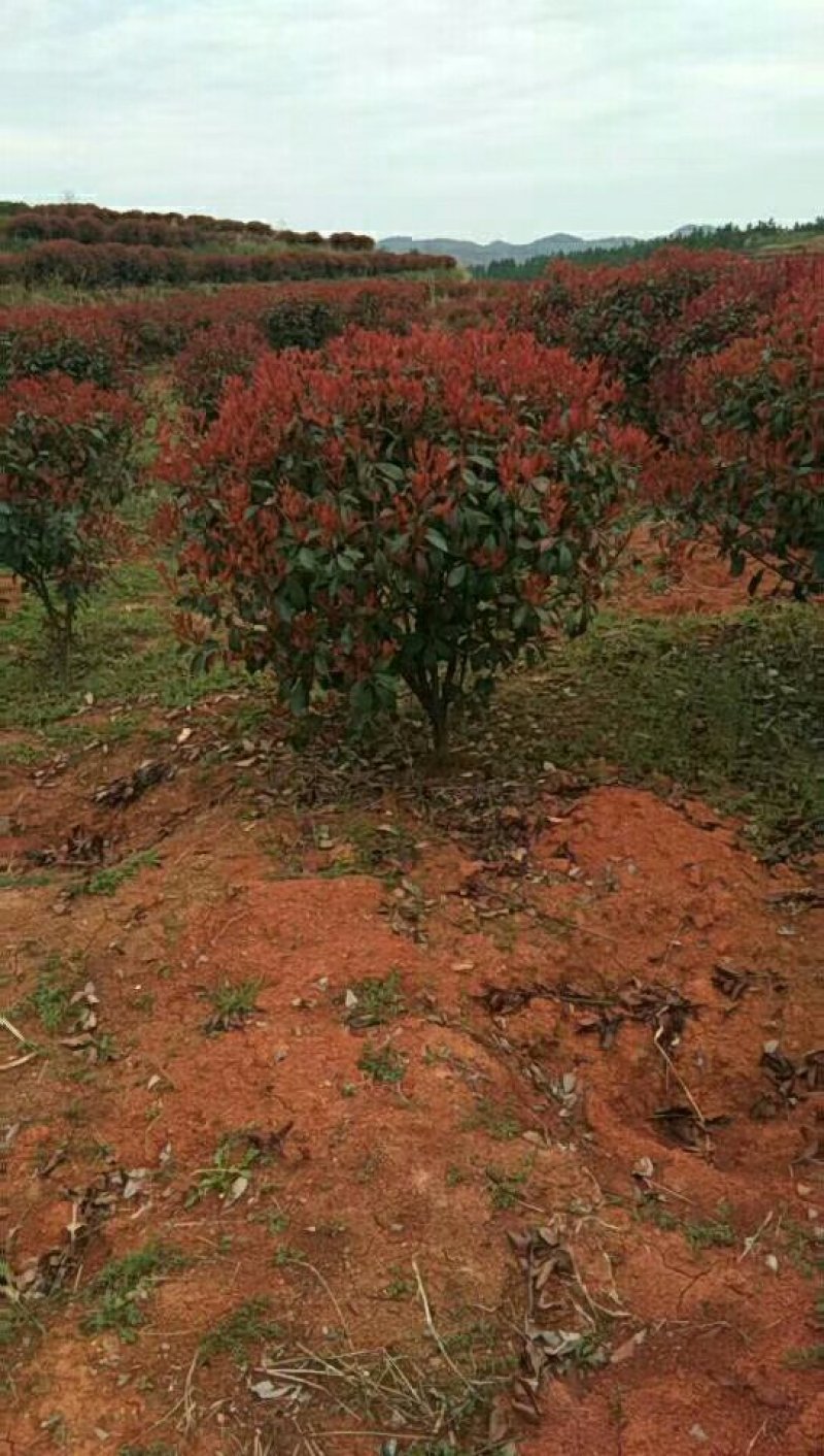 红叶石楠，红叶石楠，红叶石楠苗，红叶石楠杯苗红叶石楠大杯