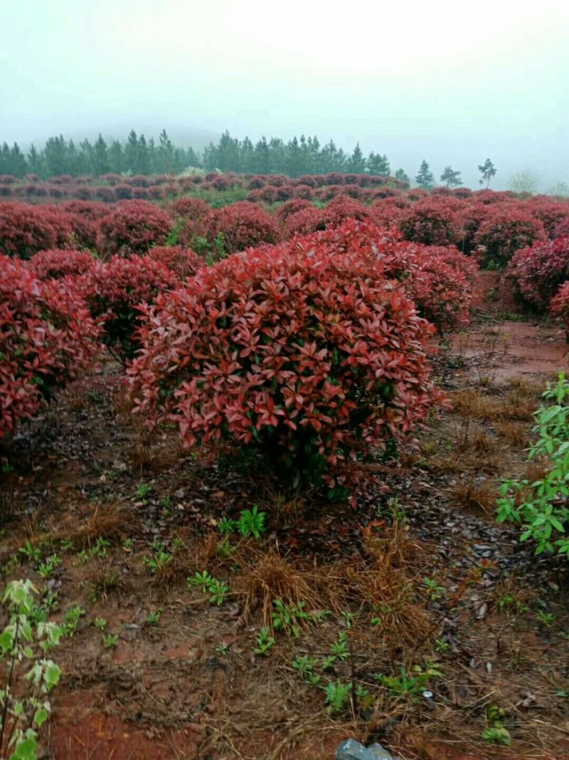 红叶石楠，红叶石楠，红叶石楠苗，红叶石楠杯苗红叶石楠大杯