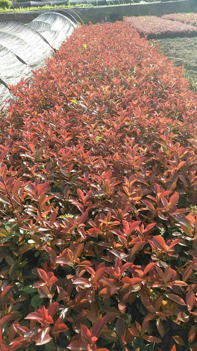 红叶石楠，红叶石楠，红叶石楠苗，红叶石楠杯苗红叶石楠大杯