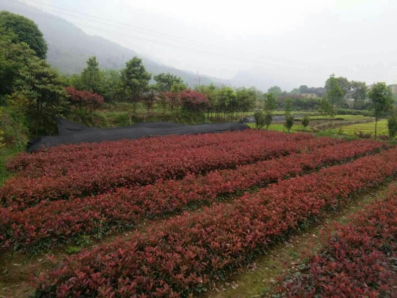 红叶石楠，红叶石楠，红叶石楠苗，红叶石楠杯苗红叶石楠大杯
