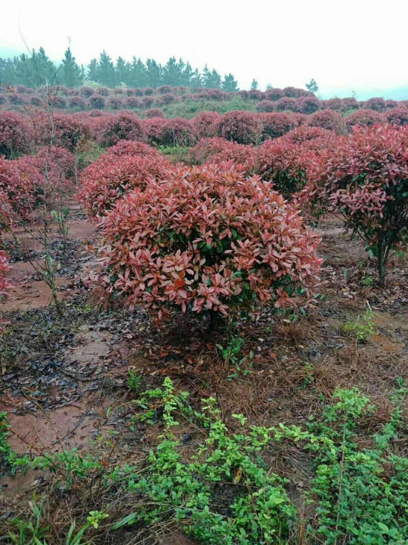 红叶石楠，红叶石楠，红叶石楠苗，红叶石楠杯苗红叶石楠大杯