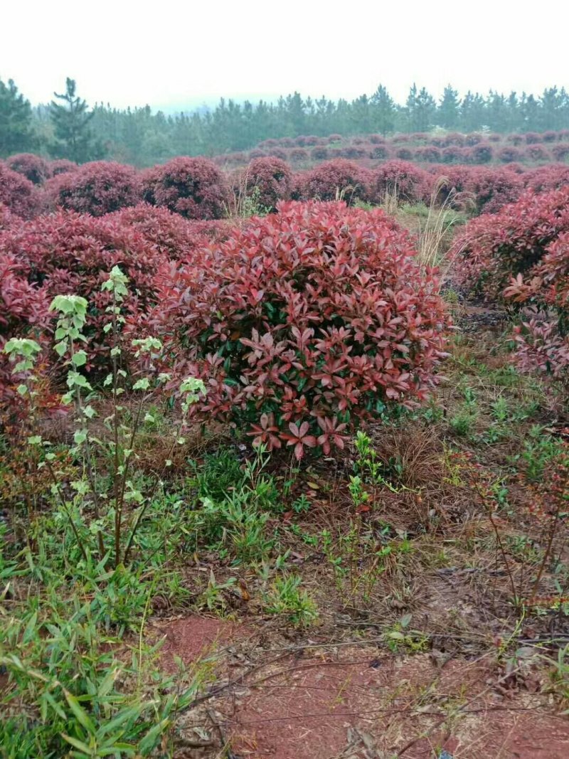 红叶石楠，红叶石楠，红叶石楠苗，红叶石楠杯苗红叶石楠大杯