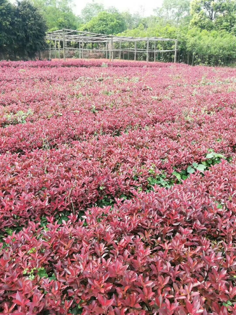 红叶石楠，红叶石楠，红叶石楠苗，红叶石楠杯苗红叶石楠大杯